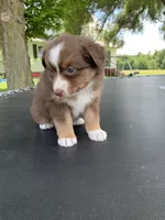 Violet, a female Australian Shepherd for sale in Lake Odessa, MI – 7 of 10