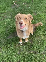 Cam, a male Australian Shepherd for sale in Lake Odessa, MI – 8 of 8