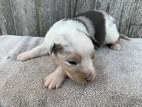Snowflake, a female Australian Shepherd for sale in Lake Odessa, MI – 6 of 10