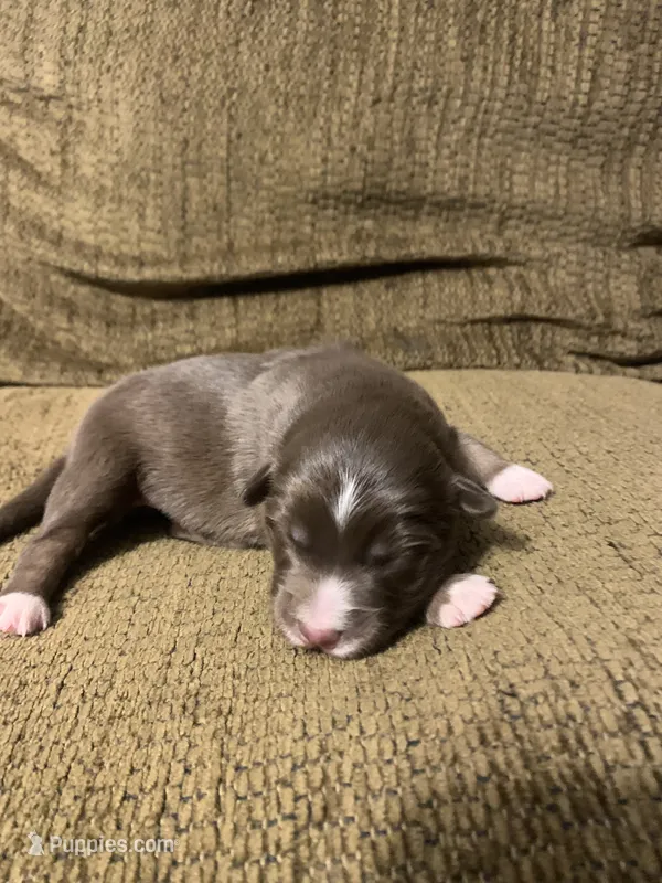 Blaze – Australian Shepherd puppy for sale in Lake Odessa, MI