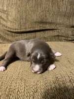 Blaze, a male Australian Shepherd for sale in Lake Odessa, MI – 1 of 7