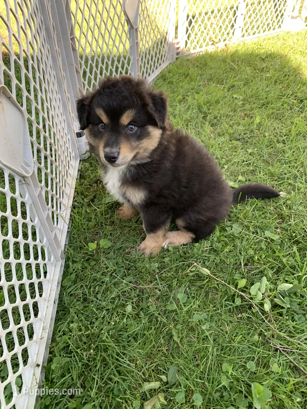 Scout – Australian Shepherd puppy for sale in Lake Odessa, MI