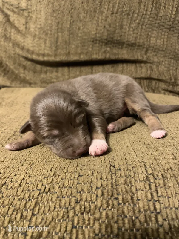 Reese – Australian Shepherd puppy for sale in Lake Odessa, MI