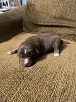 Blaze, a male Australian Shepherd for sale in Lake Odessa, MI – 3 of 7