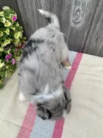 Ozzy, a male Australian Shepherd for sale in Lake Odessa, MI – 6 of 9