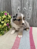 Ozzy, a male Australian Shepherd for sale in Lake Odessa, MI – 4 of 9