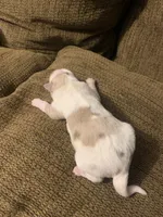 Ruby, a female Australian Shepherd for sale in Lake Odessa, MI – 2 of 7