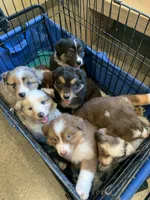 Scout, a male Australian Shepherd for sale in Lake Odessa, MI – 7 of 9