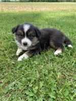 Blippi, a male Australian Shepherd for sale in Lake Odessa, MI – 5 of 8