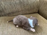 Maple, a female Australian Shepherd for sale in Lake Odessa, MI – 4 of 6