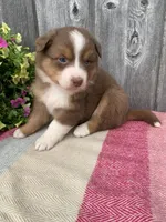 Hazel, a female Australian Shepherd for sale in Lake Odessa, MI – 7 of 10