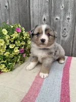 Ozzy, a male Australian Shepherd for sale in Lake Odessa, MI – 2 of 9