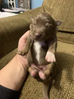 Reese, a male Australian Shepherd for sale in Lake Odessa, MI – 2 of 5