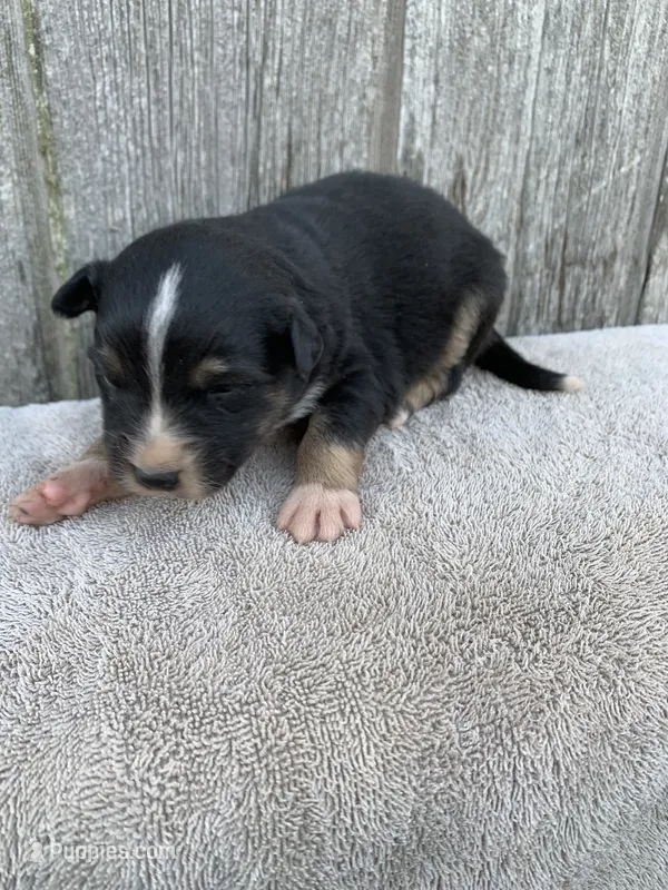 Meekah – Australian Shepherd puppy for sale in Lake Odessa, MI