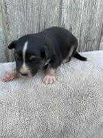 Meekah, a female Australian Shepherd for sale in Lake Odessa, MI – 1 of 8