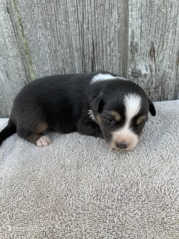 Blippi – Australian Shepherd puppy for sale in Lake Odessa, MI
