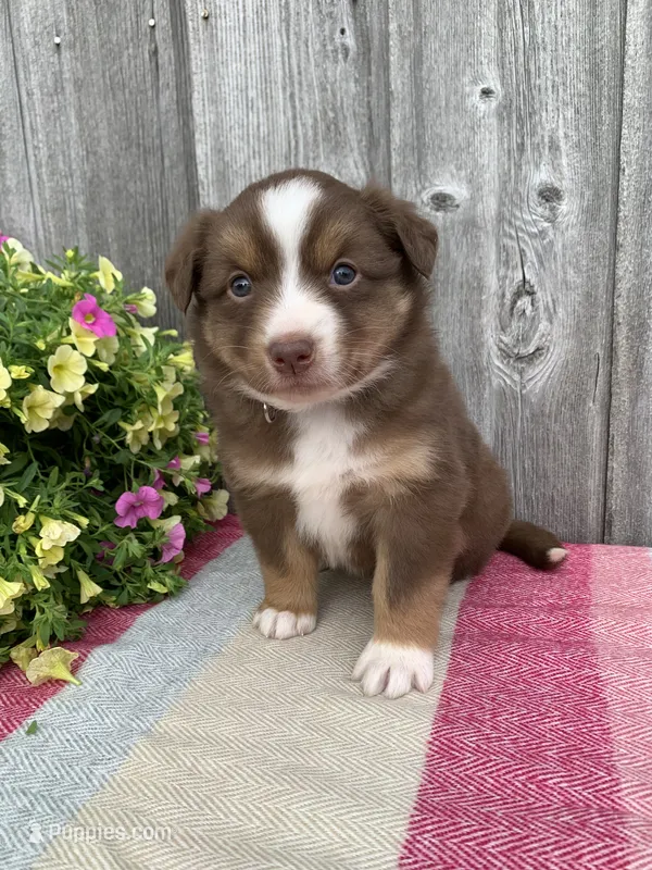 Violet – Australian Shepherd puppy for sale in Lake Odessa, MI