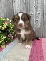 Violet, a female Australian Shepherd for sale in Lake Odessa, MI – 2 of 10