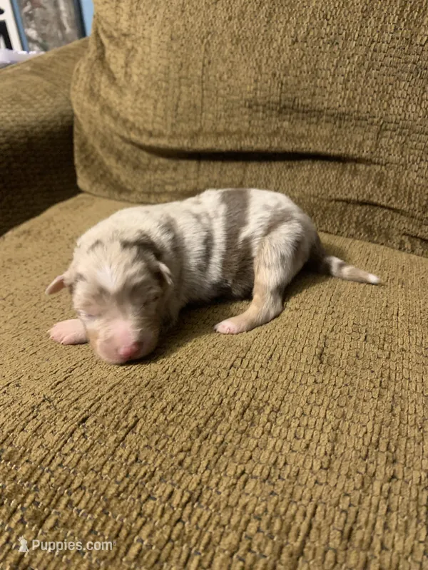 Patch – Australian Shepherd puppy for sale in Lake Odessa, MI