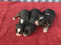 Blippi, a male Australian Shepherd for sale in Lake Odessa, MI – Photo 5 of 7