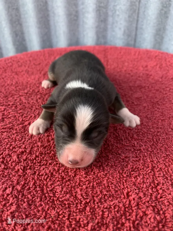 Blippi – Australian Shepherd puppy for sale in Lake Odessa, MI
