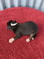 Blippi, a male Australian Shepherd for sale in Lake Odessa, MI – Photo 3 of 7