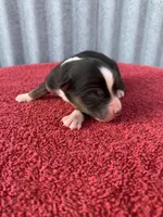 Blippi, a male Australian Shepherd for sale in Lake Odessa, MI – Photo 2 of 7