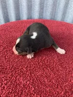 Blippi, a male Australian Shepherd for sale in Lake Odessa, MI – Photo 4 of 7