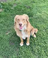 Blippi, a male Australian Shepherd for sale in Lake Odessa, MI – Photo 7 of 7