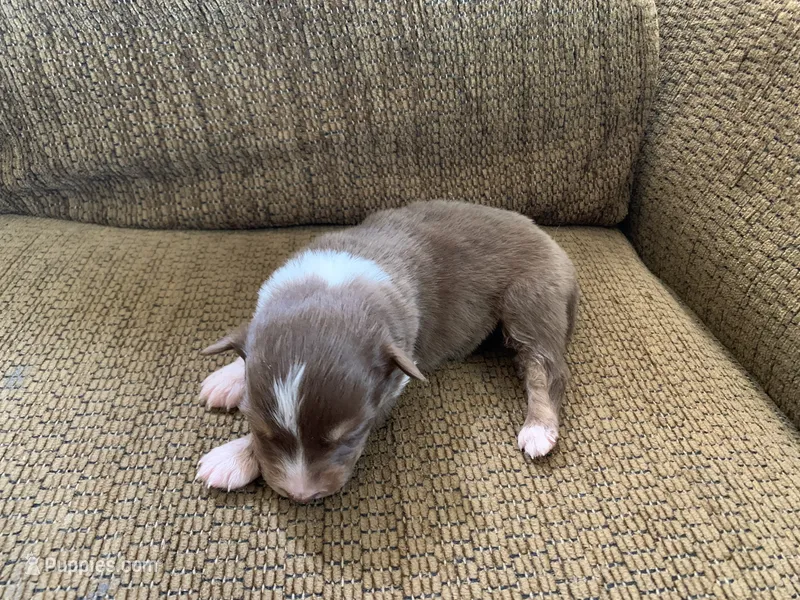 Maple – Australian Shepherd puppy for sale in Lake Odessa, MI