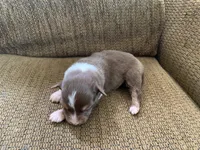 Maple, a female Australian Shepherd for sale in Lake Odessa, MI – 1 of 6