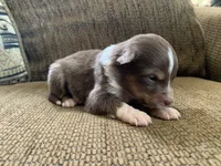 Maple, a female Australian Shepherd for sale in Lake Odessa, MI – 2 of 6