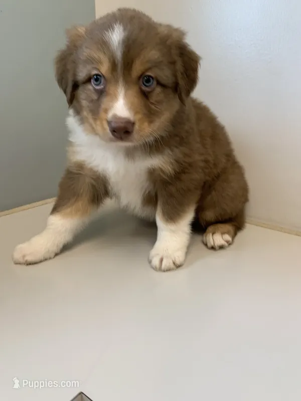 Cam – Australian Shepherd puppy for sale in Lake Odessa, MI