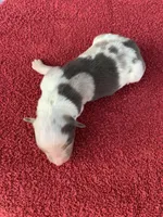 Snowflake, a female Australian Shepherd for sale in Lake Odessa, MI – Photo 4 of 7