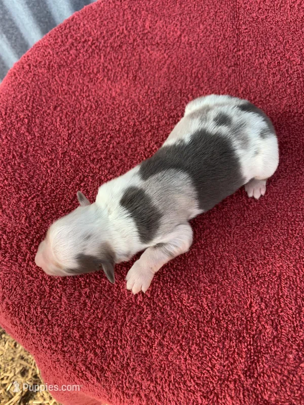 Snowflake – Australian Shepherd puppy for sale in Lake Odessa, MI