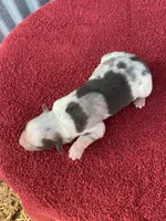 Snowflake, a female Australian Shepherd for sale in Lake Odessa, MI – Photo 1 of 7