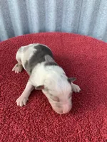 Snowflake, a female Australian Shepherd for sale in Lake Odessa, MI – Photo 3 of 7