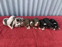 Snowflake, a female Australian Shepherd for sale in Lake Odessa, MI – Photo 5 of 7