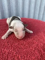 Snowflake, a female Australian Shepherd for sale in Lake Odessa, MI – Photo 2 of 7