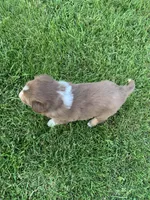 Cam, a male Australian Shepherd for sale in Lake Odessa, MI – 7 of 9