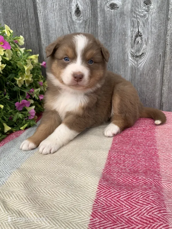 Hazel – Australian Shepherd puppy for sale in Lake Odessa, MI