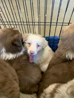 Ruby, a female Australian Shepherd for sale in Lake Odessa, MI – 7 of 9