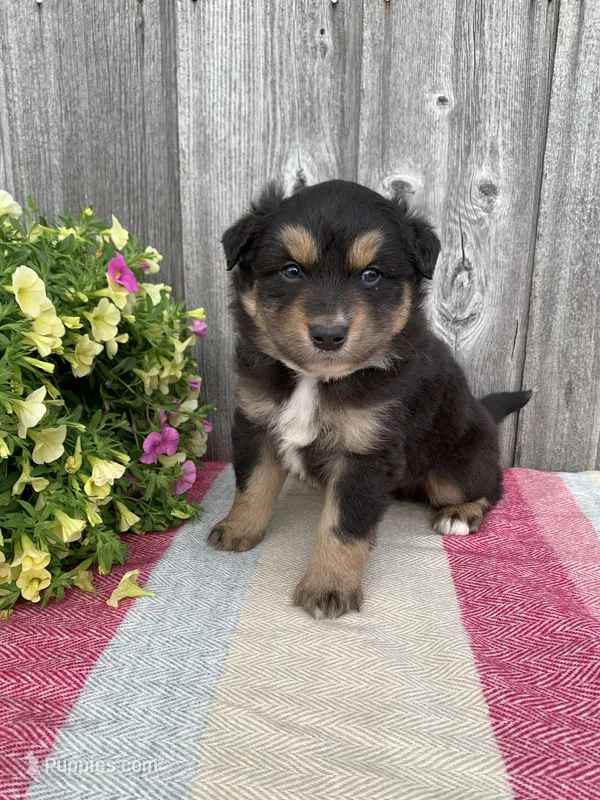 Scout – Australian Shepherd puppy for sale in Lake Odessa, MI