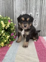 Scout, a male Australian Shepherd for sale in Lake Odessa, MI – 4 of 9