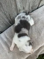 Snowflake, a female Australian Shepherd for sale in Lake Odessa, MI – 5 of 10