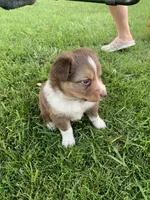 Cam, a male Australian Shepherd for sale in Lake Odessa, MI – 6 of 9