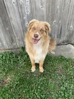 Ruby, a female Australian Shepherd for sale in Lake Odessa, MI – 9 of 9