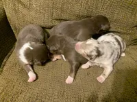 Patch, a male Australian Shepherd for sale in Lake Odessa, MI – 6 of 8