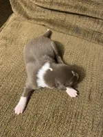 Cam, a male Australian Shepherd for sale in Lake Odessa, MI – 2 of 8