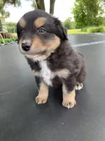 Scout, a male Australian Shepherd for sale in Lake Odessa, MI – 3 of 9